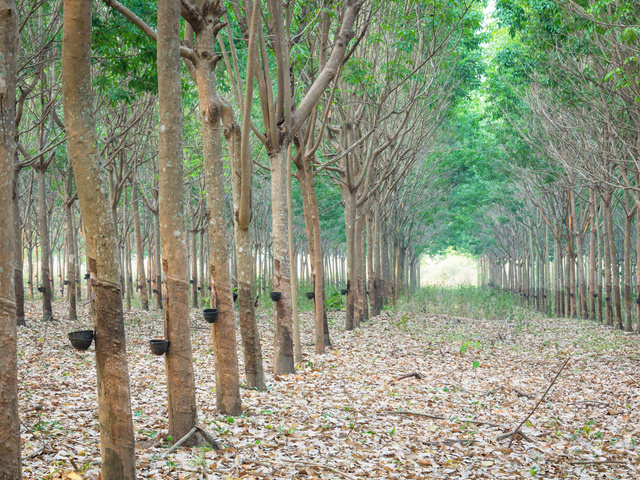 A field of latex trees 