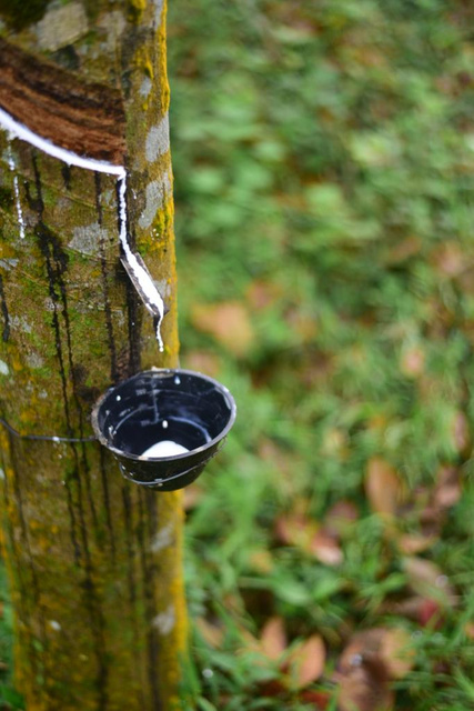 Sap Collecting from Latex Tree